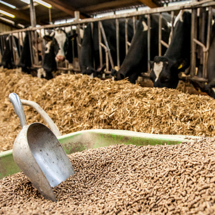 FeedA animal feed scoop in a pile of pellets with cows in the background