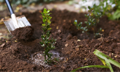 A shovel planting a sapling in soil