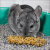 Vitakraft Crunch Sticks Honey Flavor with Added Calcium Treats