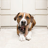 Kong ChewStix Bone