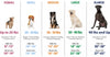 Coastal Li'l Pals Adjustable Patterned Dog Collar