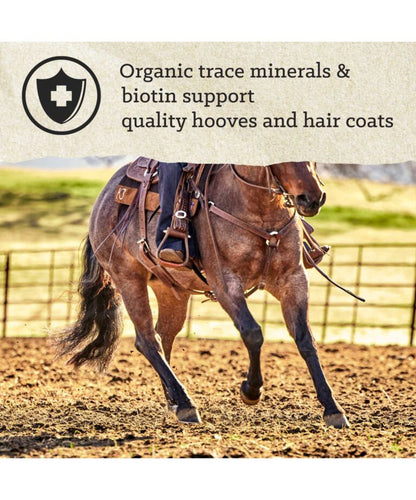 Nutrena Triumph Triple 10 Textured Horse Feed