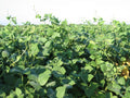 Tecomate Lablab — Deer Food Plot Seed