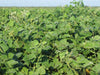 Tecomate Lablab — Deer Food Plot Seed