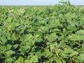 Tecomate Lablab — Deer Food Plot Seed