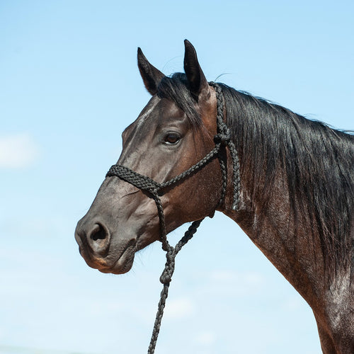 Cashel Flat Braid Halter with Leadrope