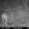 Ani-Logics CRUSH® Liquid Attractant Apple
